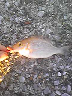 f0191888_13513167.jpg