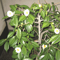 d0033734_1545501.gif