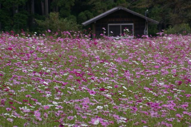 c0185066_8151030.jpg