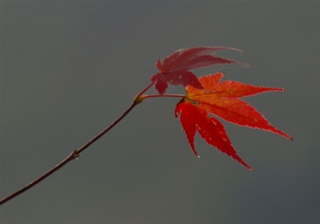 c0185066_820790.jpg