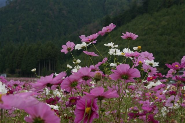 c0185066_824019.jpg