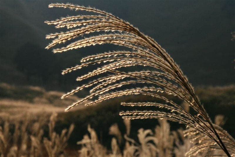 c0185066_8312273.jpg