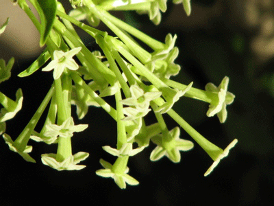 d0050472_182381.gif