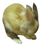 e0147582_22523644.gif
