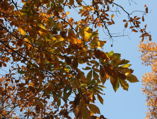 c0144185_11141033.jpg
