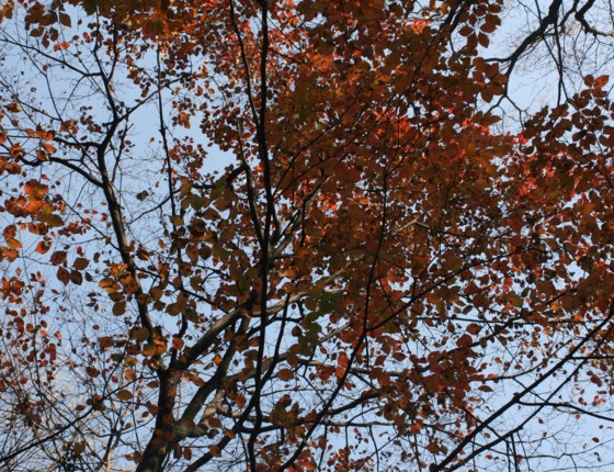 c0144185_11254639.jpg