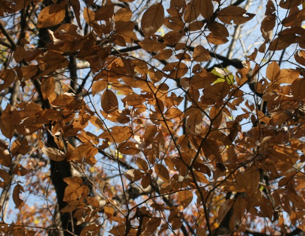 c0144185_1152889.jpg