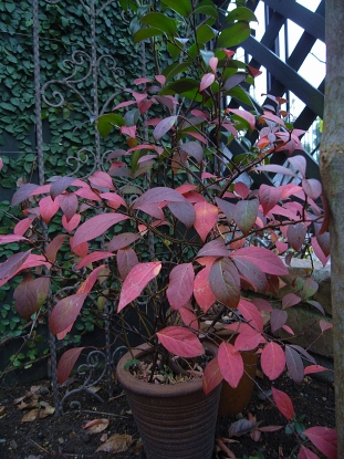 f0065604_2014790.jpg