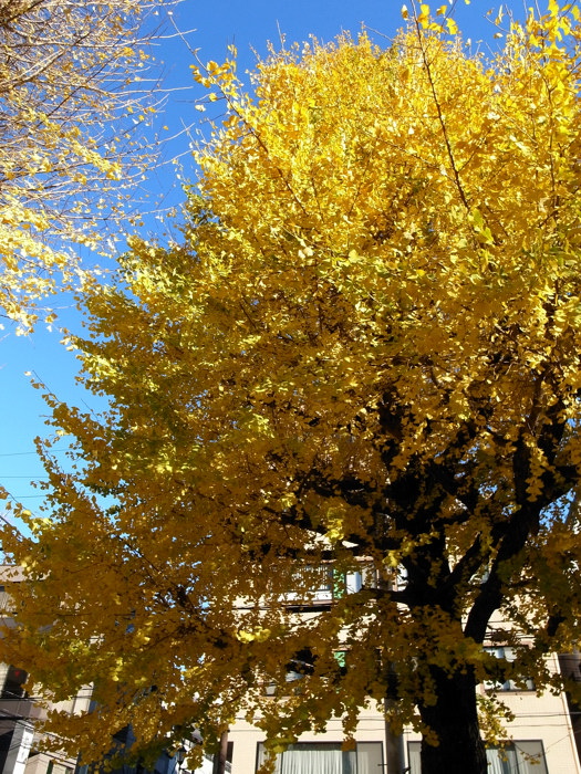 e0135024_942374.jpg