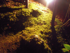 d0017632_17473077.jpg