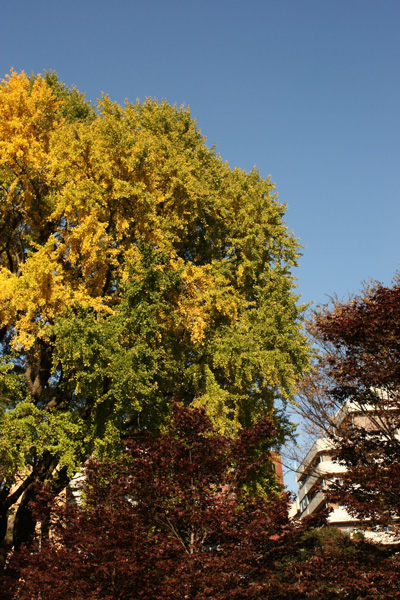 f0078132_332777.jpg
