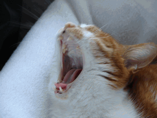 c0136736_197445.gif