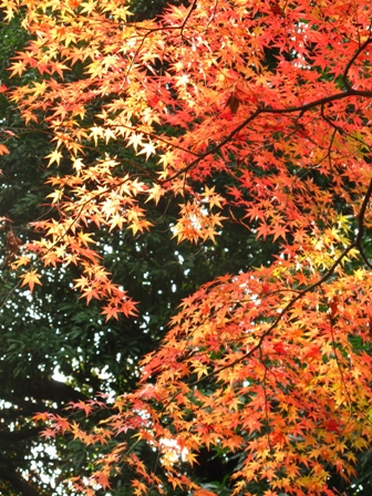 e0149840_115581.jpg