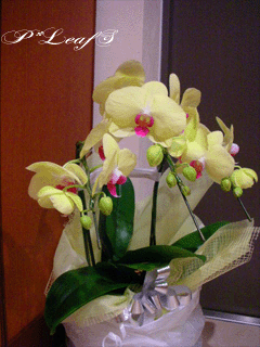 c0176651_21272431.gif