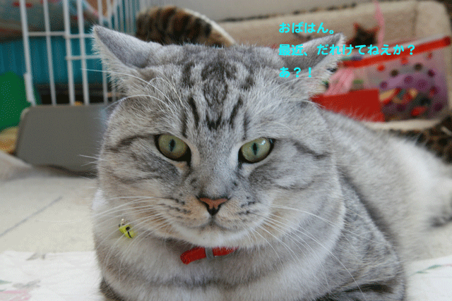 e0158561_2052363.gif
