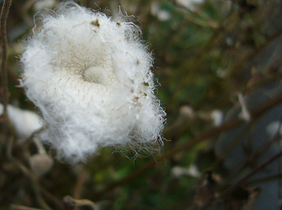 c0027965_18363981.jpg