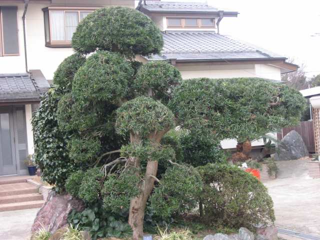 e0140491_10363941.jpg