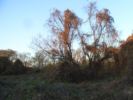 e0083097_3161536.jpg