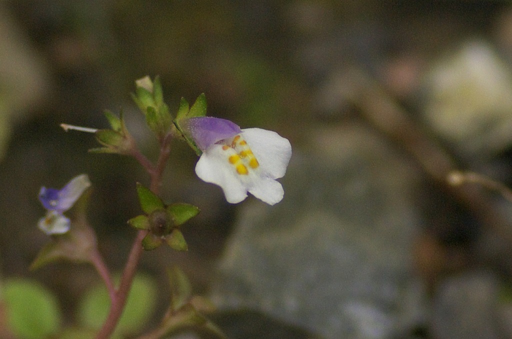 d0053930_6544450.jpg