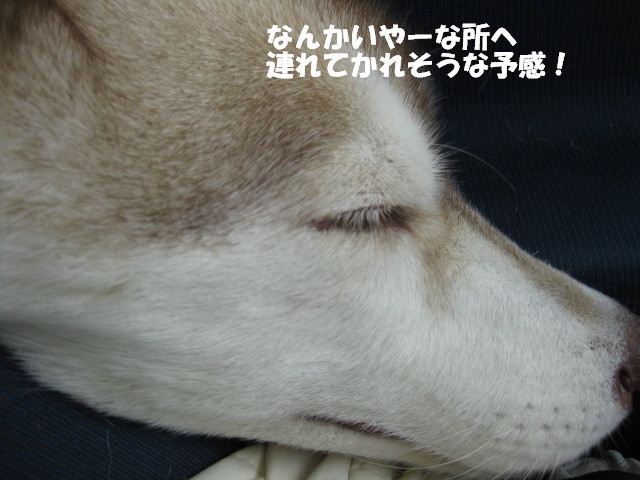 e0121548_19553790.jpg