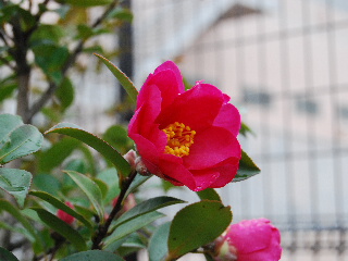 d0087062_21332233.jpg