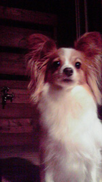 f0035288_1114188.jpg