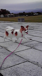 f0035288_1125735.jpg