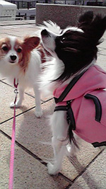 f0035288_1145858.jpg