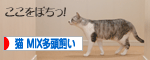にほんブログ村 猫ブログ 猫MIX多頭飼い へ