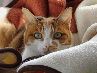 c0136736_21554715.gif
