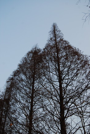 a0032537_1184691.jpg