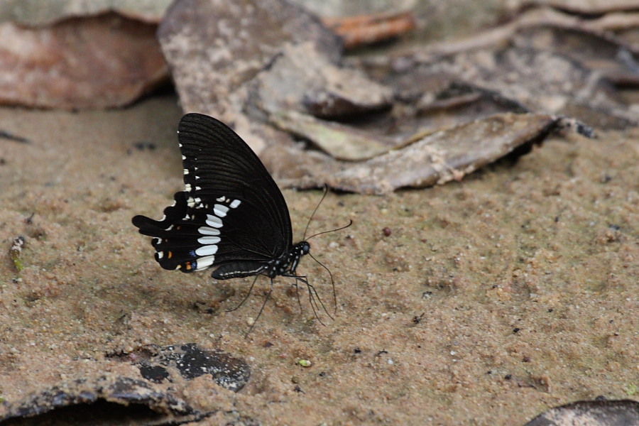 a0094850_2013940.jpg