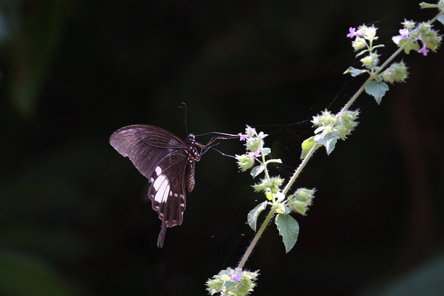 a0094850_2014845.jpg