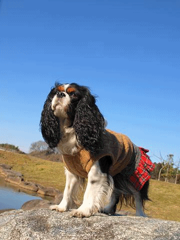 c0145250_12144471.gif