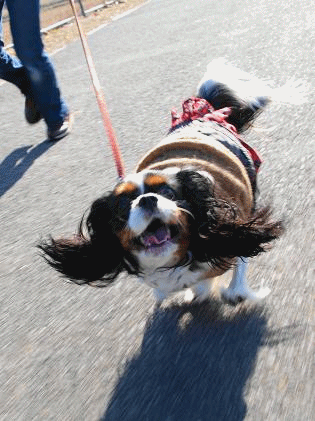 c0145250_12183078.gif