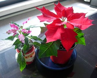 c0000093_9171939.jpg