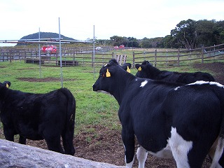 c0030112_13163349.jpg