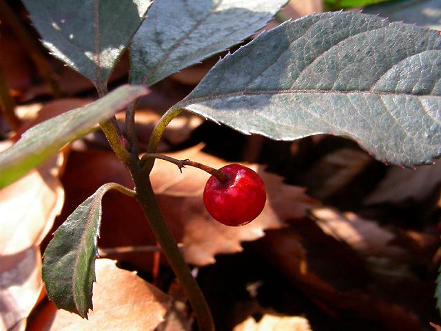 a0044076_17392366.jpg