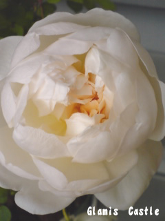f0091282_17402371.jpg