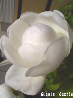 f0091282_1740924.jpg