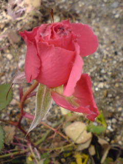 f0091282_17432678.jpg