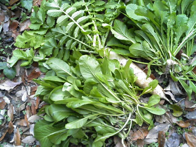e0125811_032619.jpg