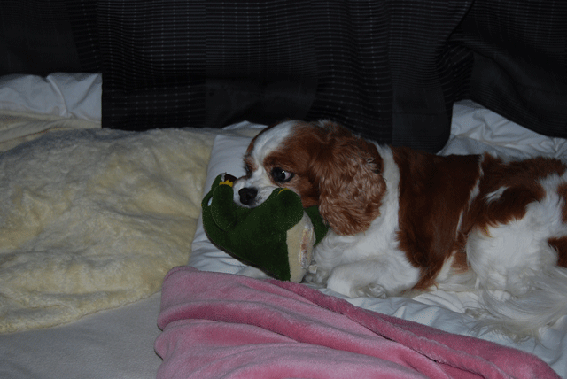 c0136838_22131227.gif