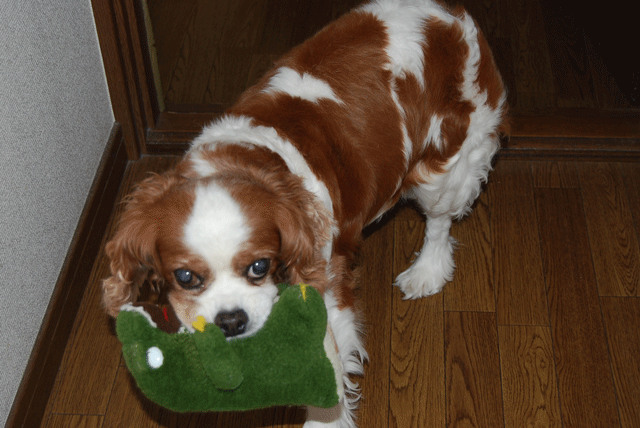 c0136838_2294730.gif