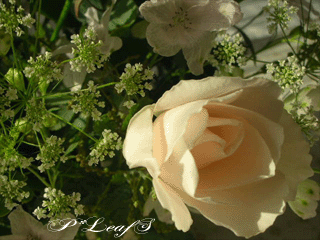 c0176651_1325314.gif