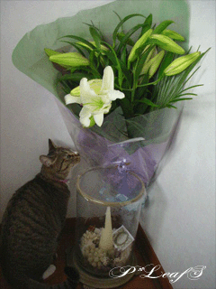 c0176651_1327474.gif