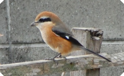 c0108460_17305025.jpg