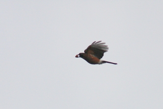 f0022486_23482047.jpg