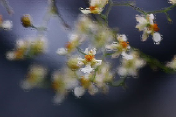d0069235_2119394.jpg