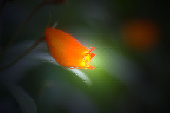 d0069235_21201297.jpg